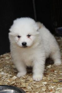 Pure White Samoyed Puppies