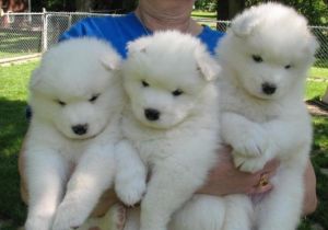 Samoyed puppies for sale