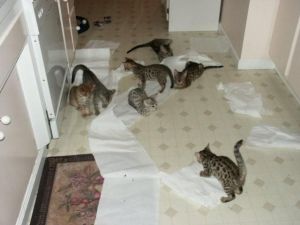 Savannah F2 Kittens available
