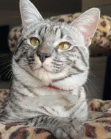 Savannah (Maine Coon X)