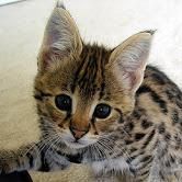 F1 Female Savannah Kitten She Is Very Healthy