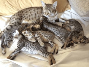 Beautiful Serval And F1 Savannah Kittens Available
