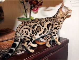 Socialized F1 % F2 Savannah Kittens Txt ***