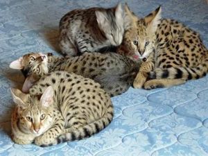 qaws Savannah F1 kittens for sale