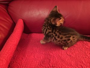 Beautiful Savannah kittens