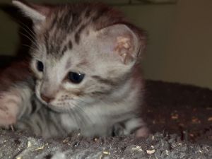 Purebred F4 Sbt Savannah Kittens Exceptional Wow