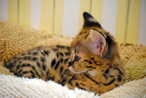 Healthy Savannah Kittens available