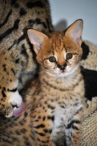 Cute Savannah Kittens ready for re-homing