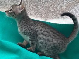 Amazing F5 Sbt Savannahs ***only 1 Boy Left***