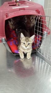 Cute Male and Female Savannah kittens