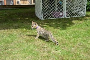 F3 savannah males ready to go