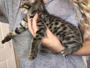 F4 SBT Savannah Kitten