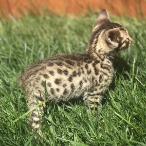 Savannah Kittens