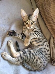 super cuddly golden f3boy