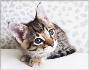Savannah Kittens Available