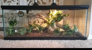 Baby Savanah Monitor in need of good home!