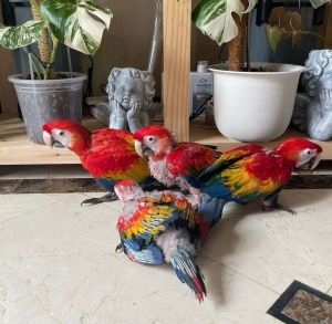 Baby Macaw Parrots