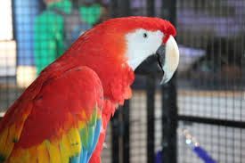 Adorable Scarlett Macaws
