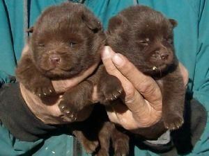 AKC Reg. Schipperke puppies for sale…