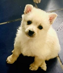 SCHIPPERKEE pups for sale