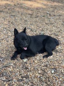 Schipperke