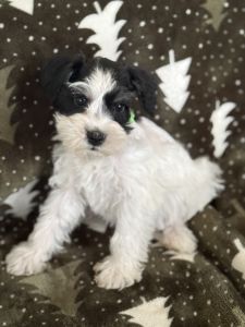 Mini Schnauzer Puppies