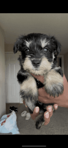 Miniature Schnauzer