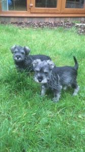 Schnauzer Puppies For Sale