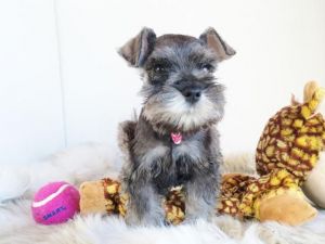 Mini Schnauzer Puppies
