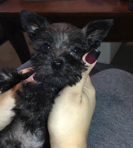 Schnauzer puppy