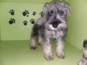 Schnauzer male