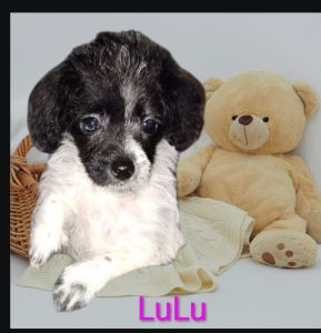 Ckc teacup size schnoodle girl