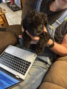 Schnoodles 3 girls and 1 Boy