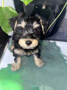 10 week old male Yorkie/Mini Schnauzer puppies
