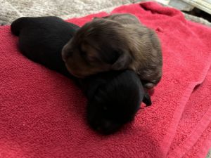 Schweenie Puppies