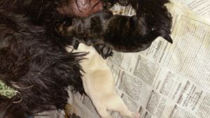 Scottish Terrier puppies