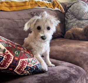 Westiepoo must rehome