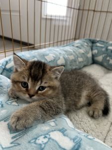 Beautiful, healthy, Scottish Kitten