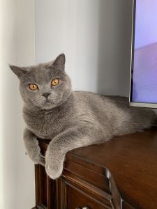 Scottish straight for sale