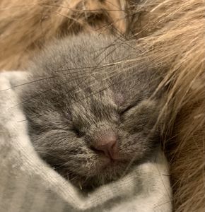 Blue Scottish Fold kittens