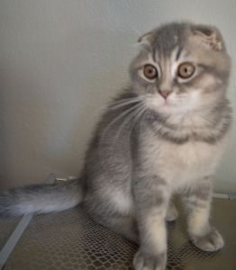 Scottish fold male