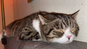Two Scottish Folds for Sale