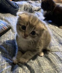 Scottish Fold kittens for sale