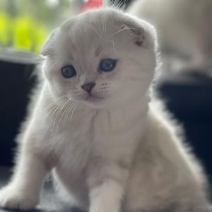 Scottish fold kittens for sale