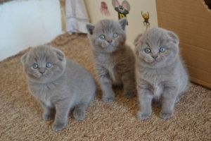 Scottish Fold kittens. Text or WhatsApp at.... +1(5***) ***4-36***