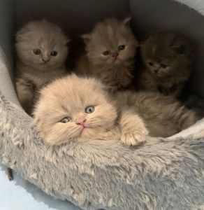 Scottish Fold kittens