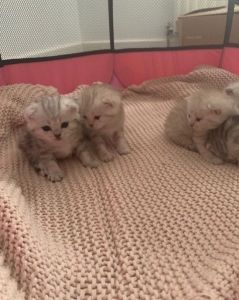 Scottish Fold Kittens