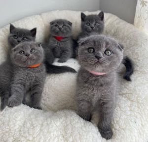 Scottish Fold kittens for sale
