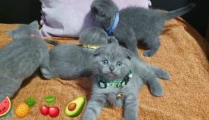 Stunning Scottish Fold kittens