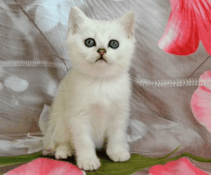 Scottish straight kitten